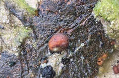 Nerita chamaeleon