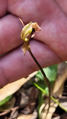 Chiloglottis trapeziformis