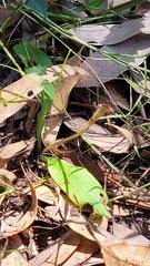 Chiloglottis trapeziformis