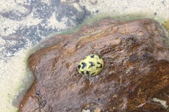 Nerita chamaeleon
