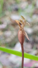 Chiloglottis trapeziformis