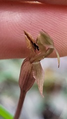 Chiloglottis trapeziformis