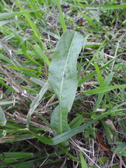 Entomophthoraceae