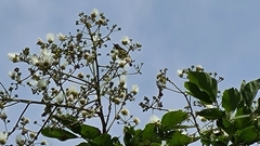Albizia saponaria