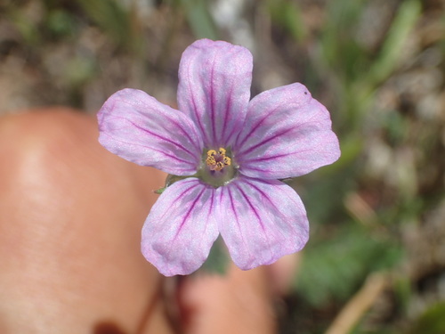 iNaturalist observation photo of Mediterranean Stork's-bill