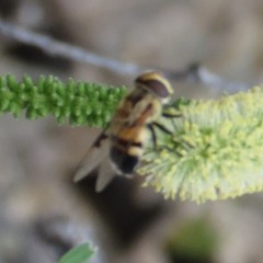 Copestylum apiciferum