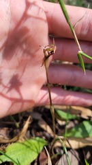 Chiloglottis trapeziformis