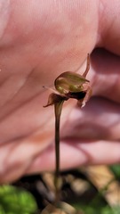 Chiloglottis trapeziformis