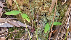 Chiloglottis trapeziformis