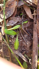 Chiloglottis trapeziformis