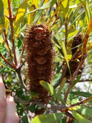 Banksia paludosa