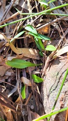 Chiloglottis trapeziformis