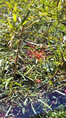 Grevillea oleoides