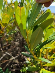 Banksia paludosa