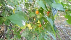 Lycianthes lenta