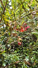 Grevillea oleoides