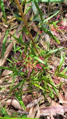 Grevillea oleoides