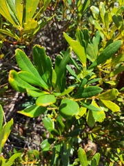 Banksia paludosa