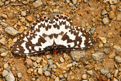 Pterothysanus laticilia