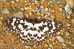 Pterothysanus laticilia