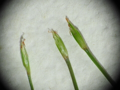 Fimbristylis pauciflora