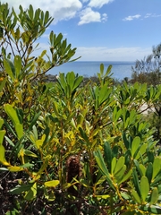 Banksia paludosa