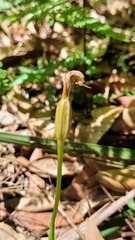 Pterostylis nutans