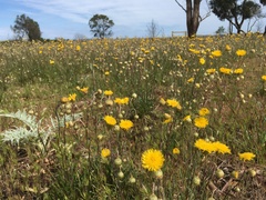 Podolepis linearifolia