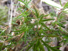 Laxmannia orientalis