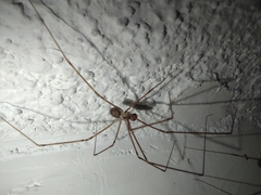 Pholcidae