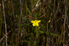 Hibbertia salicifolia
