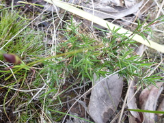 Laxmannia orientalis