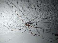 Pholcidae