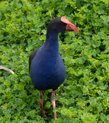 Porphyrio melanotus