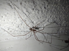 Pholcidae