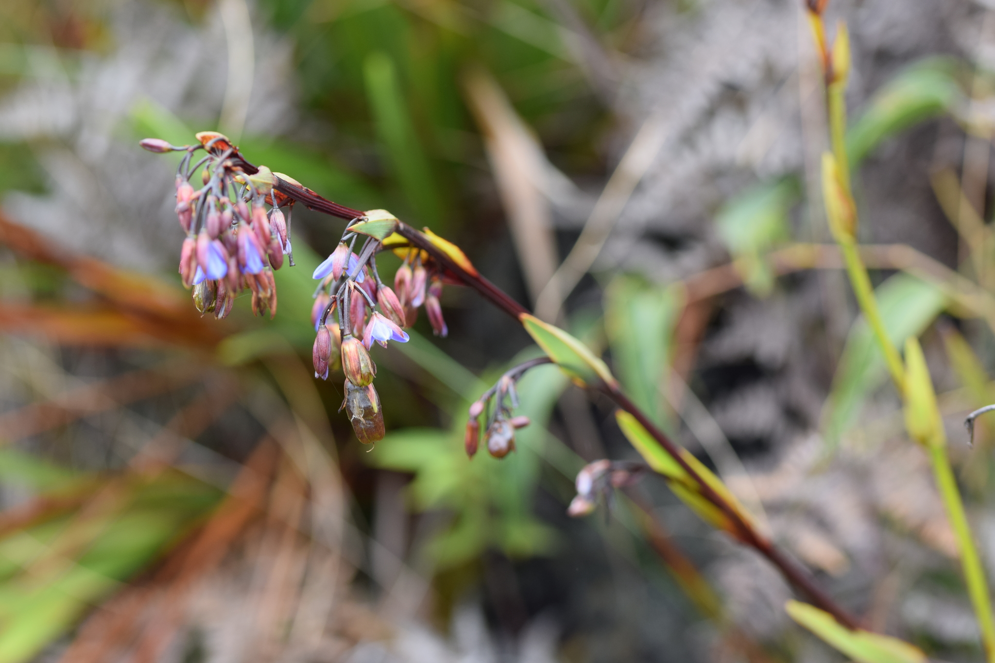 Asphodelaceae image