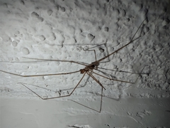 Pholcidae