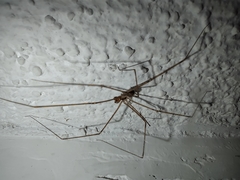 Pholcidae