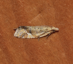 Euphona euphona