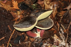 Xerocomellus atropurpureus