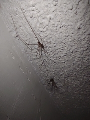 Pholcidae