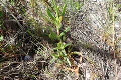 Carpobrotus deliciosus