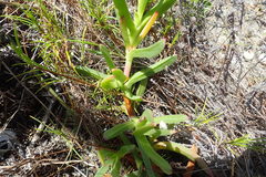 Carpobrotus deliciosus