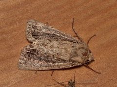 Dasygaster ligniplena