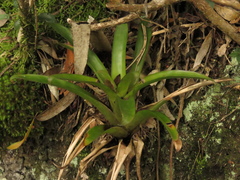 Tillandsia denudata