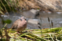 Streptopelia chinensis