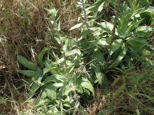 iNaturalist observation photo of lanceleaf liveforever