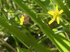 Ranunculus inundatus