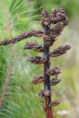 Puya parviflora