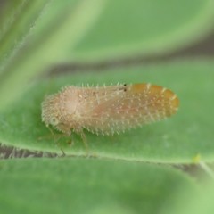 Aphalaroida pithecolobia